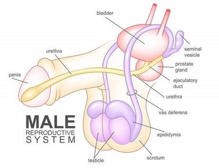 COMMENT LE TRAITEMENT PAR CELLULES SOUCHES PEUT-IL AIDER À TRAITER L'INFERTILITÉ MASCULINE ?