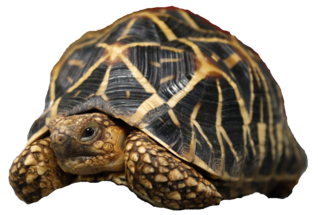 Tortoise Shell - Indian Star Tortoise (Geochelone elegans), Indian or Sri  Lankan, circa 1880