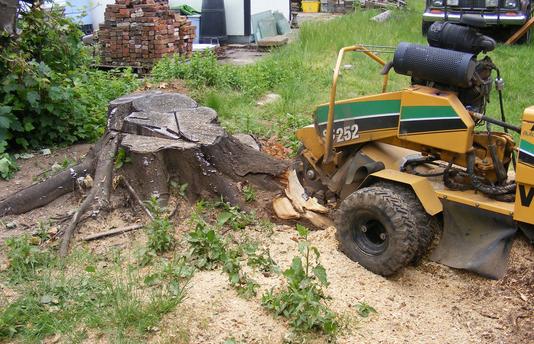 Daniel is just starting to grind a stump that has a mound of roots and multiple sections of sprouts. This may have been a maple with lots of overgrown suckers. He will take out the whole stump and also follow the roots out away from the if the owner wants to pay for that extra service. Roots can go out many feet away from the tree in some tree species.