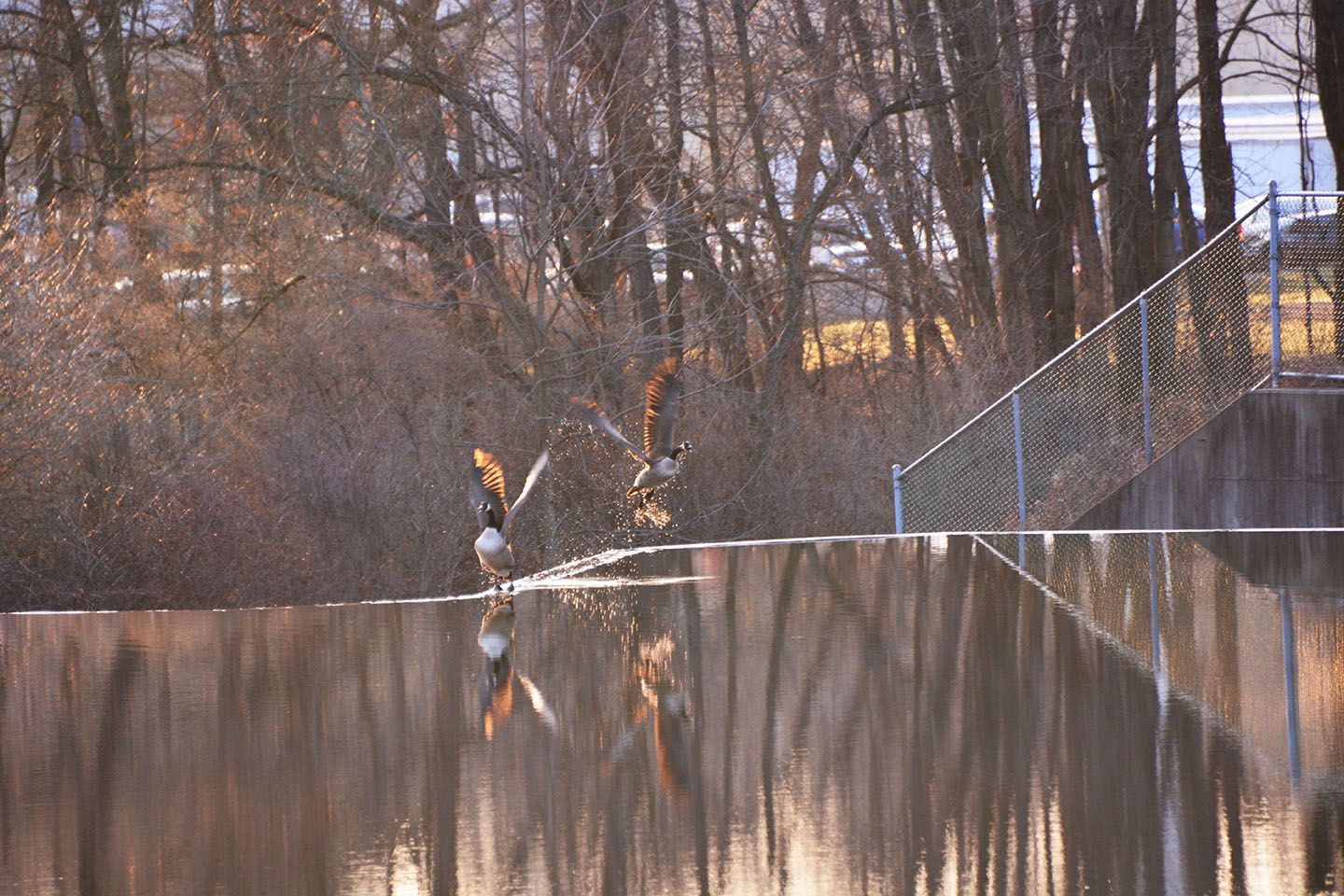 Geese Police of Western Pennsylvania PA boarder collie in action chasing problem canada geese