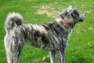 Silver brindle hot sale akita