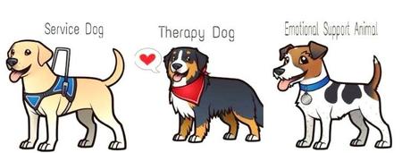 what is the difference between a service dog and a therapy dog