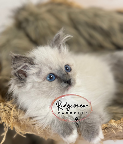 ridgeview ragdolls