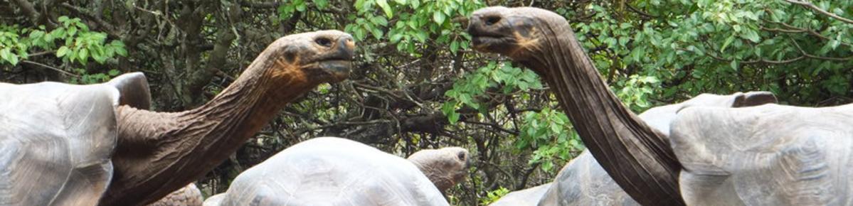 Tortugas gigantes de las Galápagos