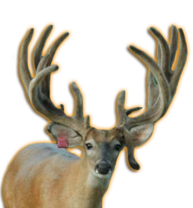 GB MAGIC WHITETAIL BREEDER BUCK