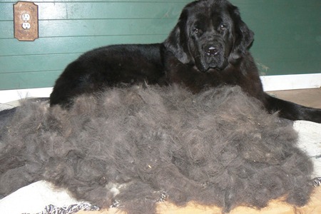 Newfoundland dog outlet coats