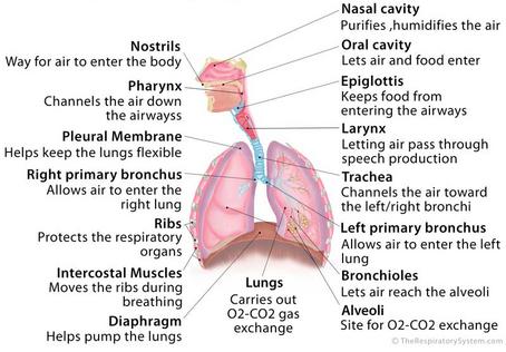respiratory