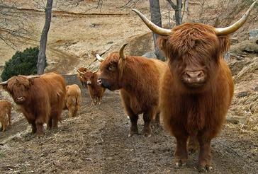 Highland cattle black,Scottish highland cattle,Black highland cattle,Highland cattle, Highland calves