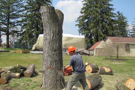 Professional Tree Removal in Lincoln NE | LNK Junk Removal