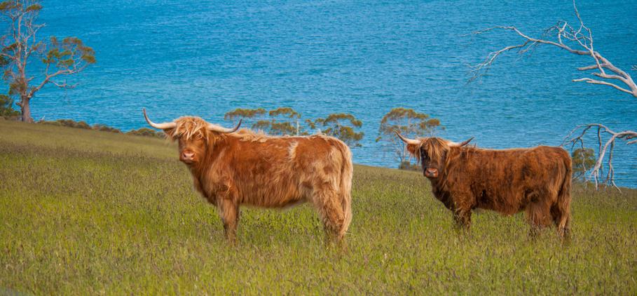 Bairnsley Highlands - Why Breed Highland Cattle