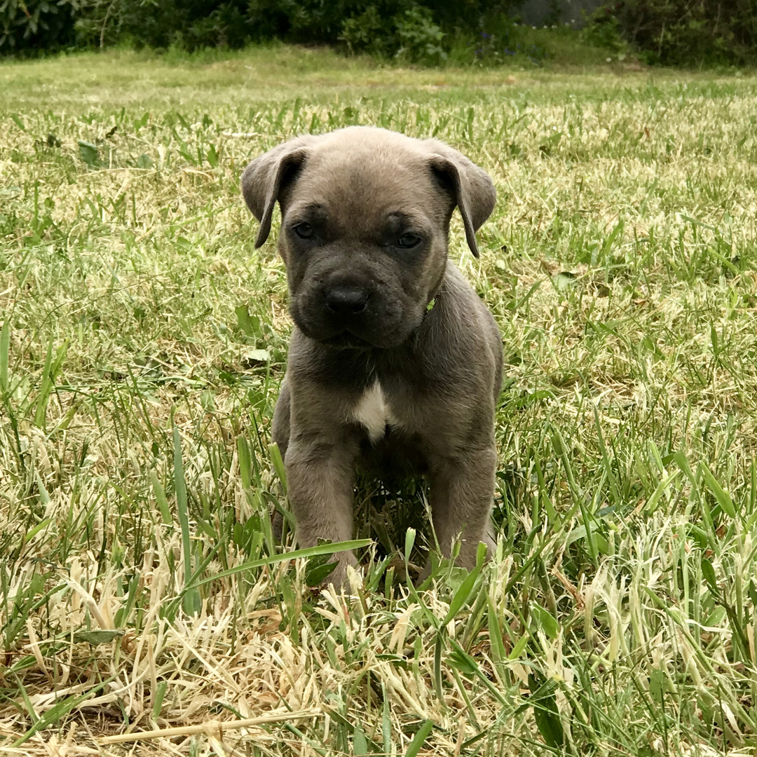 Cane Corso Puppies for Sale - Prime Cane Corso