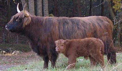 Highland cattle black,Scottish highland cattle,Black highland cattle,Highland cattle, Highland calves