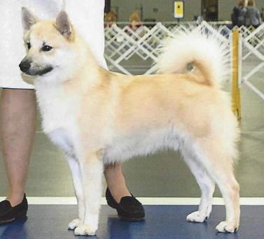 what does a norwegian buhund look like