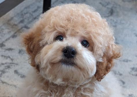 poochon, bichpoo, bichon poodle, bichonpoo, bichoodle, small breed dog, hypoallergenic dog, nonshedding dog, puppy, puppies, puppies for sale, adopt a puppy