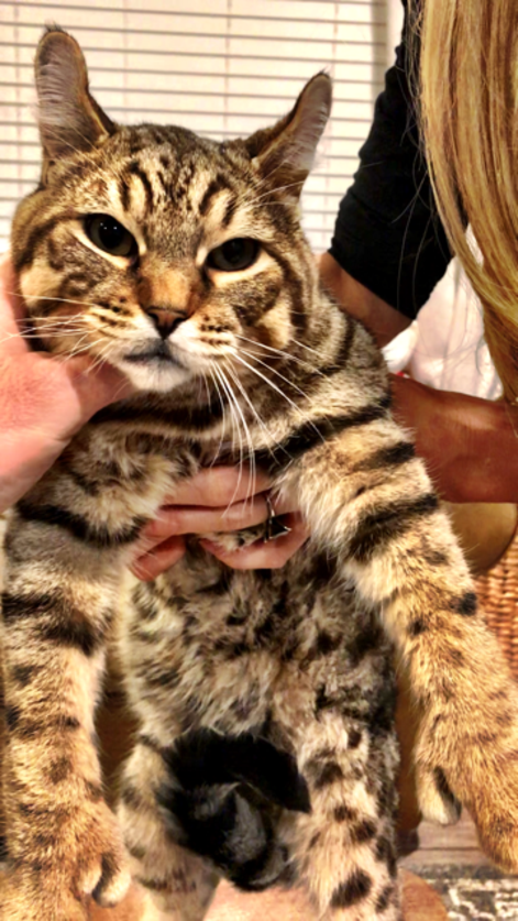 Bobcat Hybrid Kittens