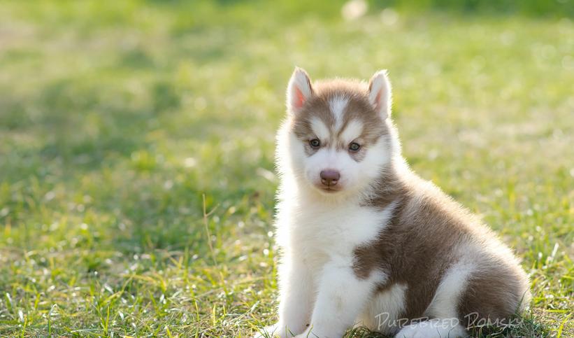 whats a pomsky puppy