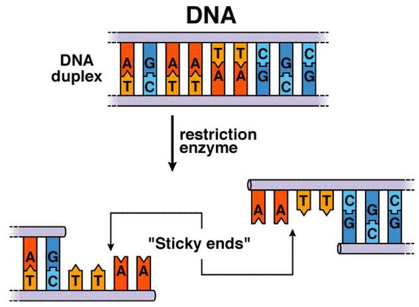 Dna Enzyme Lab