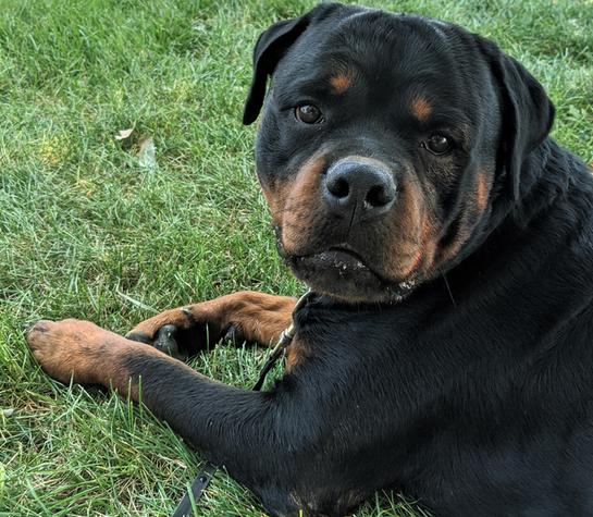 Rottweiler Puppies For Sale In Durango, Co 