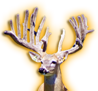 STORM EXPRESS WHITETAIL BUCK