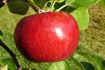 Rim's Edge Orchard Pick Your Own Cortland Apple