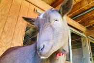 Zoey, Nigerian Dwarf goat at my peeps farm.