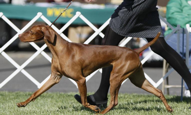 Calvaresi vizsla ridge store kennel