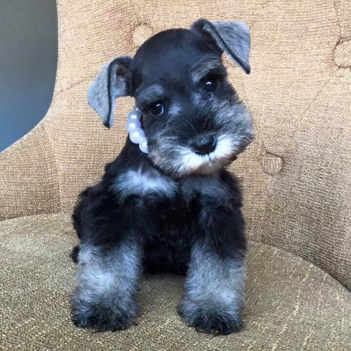 Schnauzers Colors