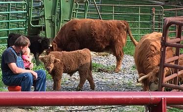 Highland cattle black,Scottish highland cattle,Black highland cattle,Highland cattle, Highland calves