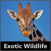 Exotic Wildlife