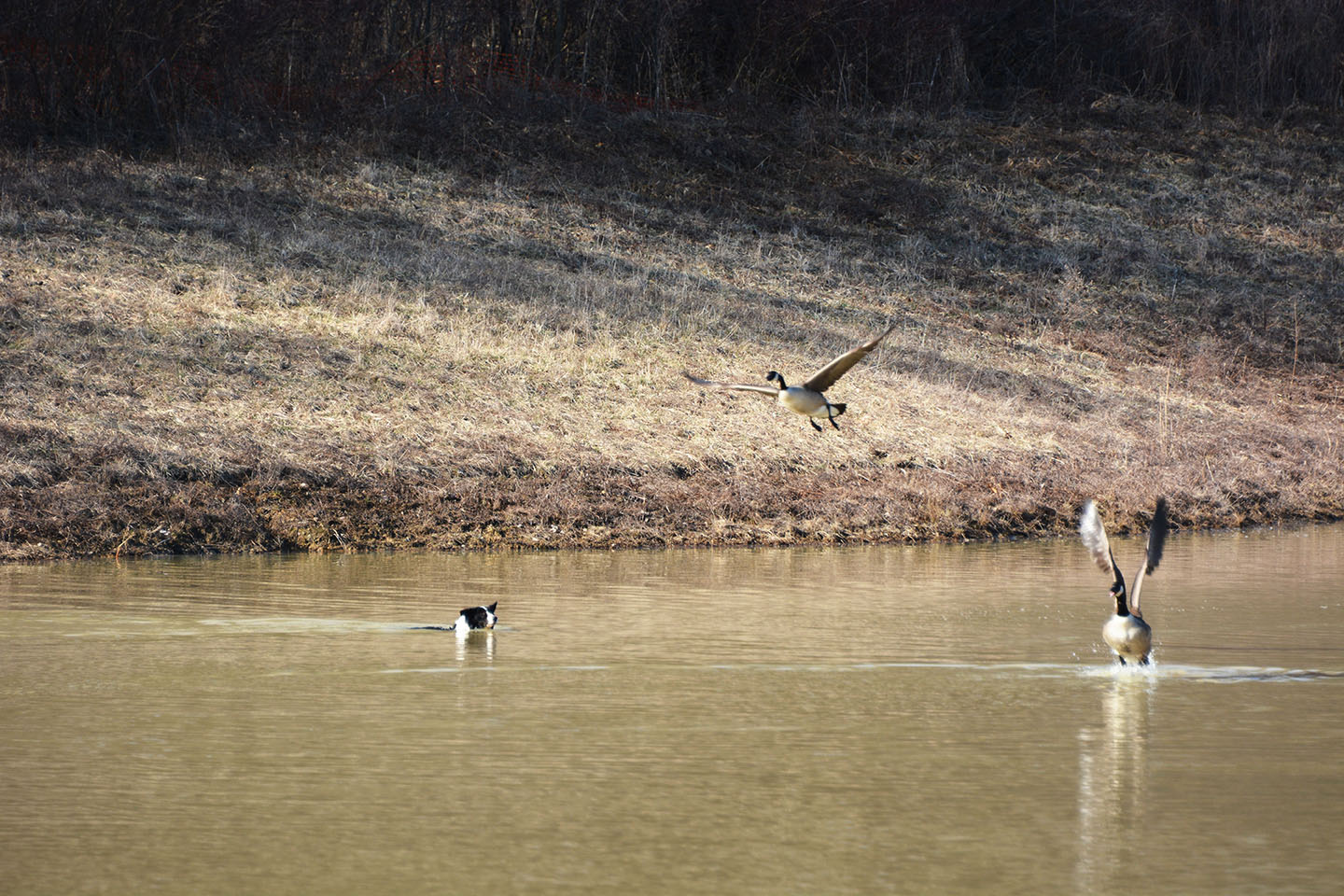 Geese Police of Western Pennsylvania PA boarder collie in action chasing problem canada geese