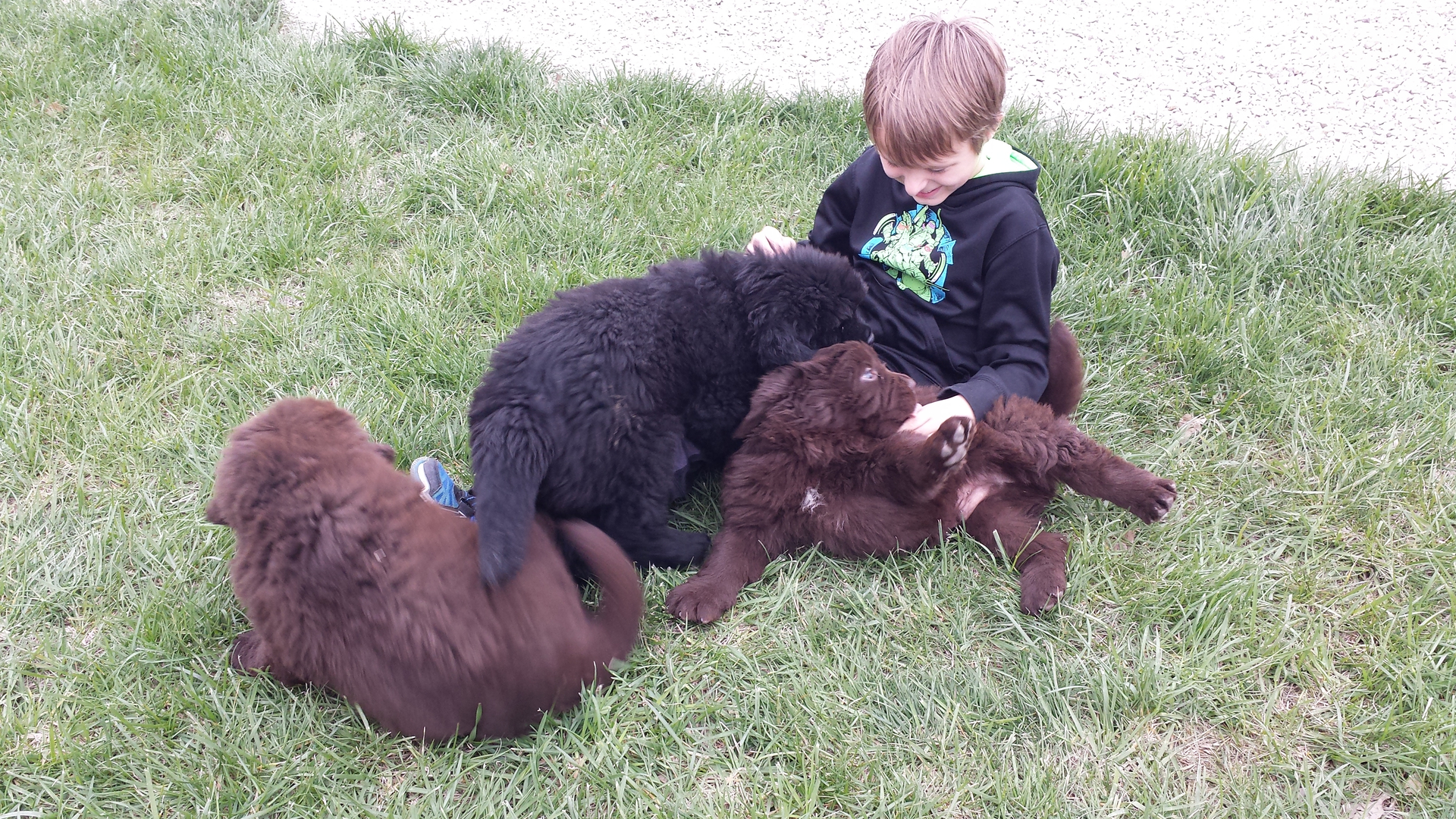 Newfoundland sales puppy size