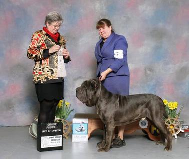 Del gheno hot sale neapolitan mastiff