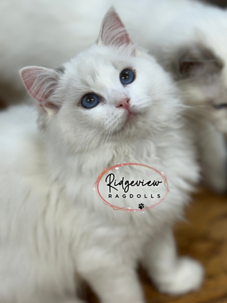 Ragdoll Kittens for sale