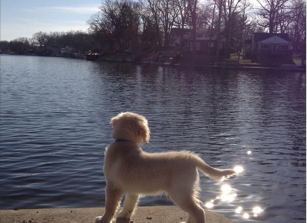 Sylvan Lake Indiana water and dog