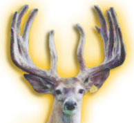 THUNDERSTORM WHITETAIL BUCK