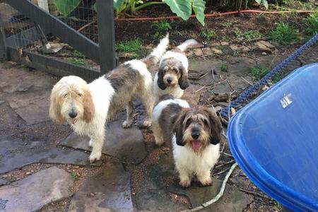 are basset griffon venden good dogs