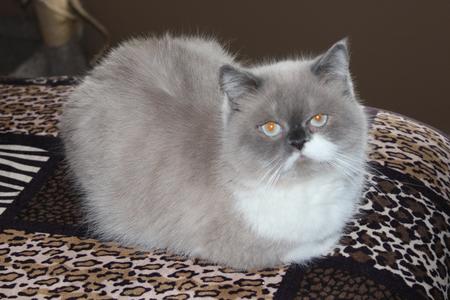 Exotic best sale shorthair himalayan