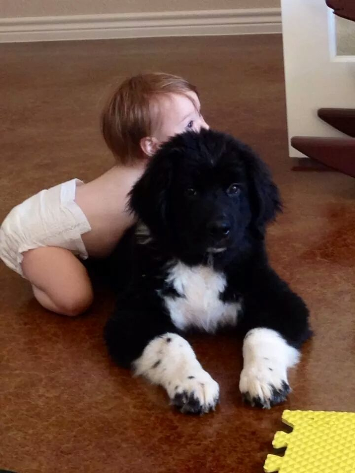 Newfoundland Puppies of Umfleet Farms