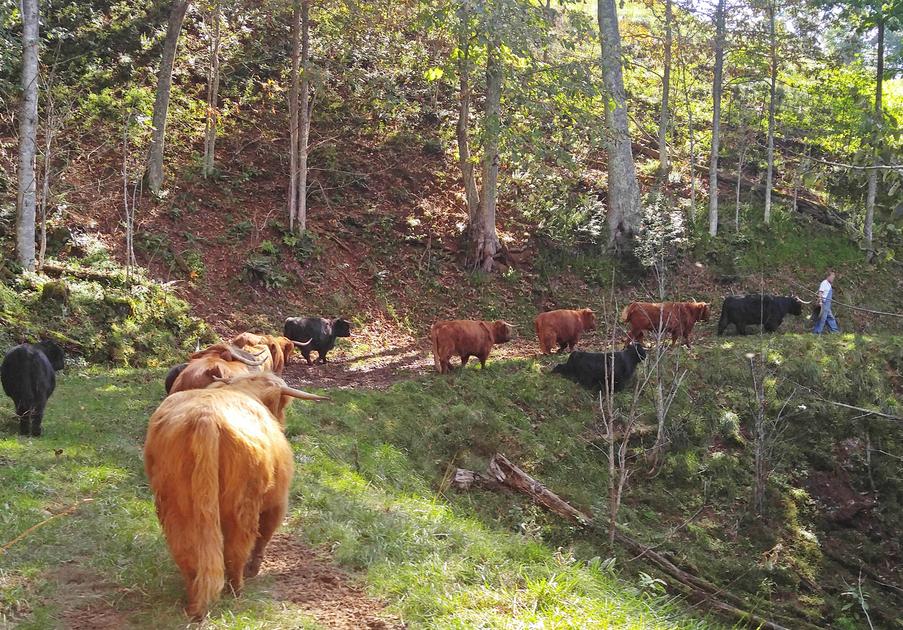 Scottish highland cattle, Highland cattle, Black highland cattle, Highland cattle calves