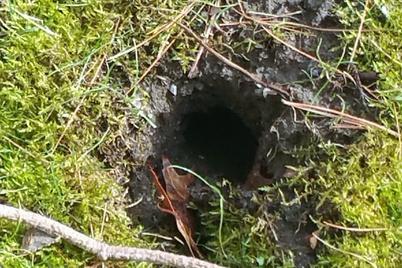 Meadow vole tunnel entrance