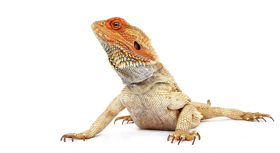 Bearded Dragons, Veterinarian in Waverly, TN