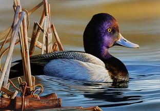 Duck Stamp Prints