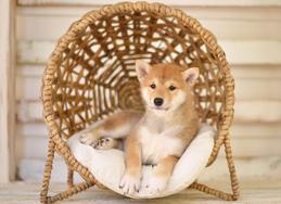 Sunny Terrace Shibas ~ Shiba puppies for sale