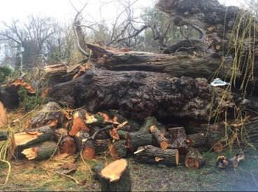 Hazardous Tree Removal, secondary powerlines in tree, hamilton tree services