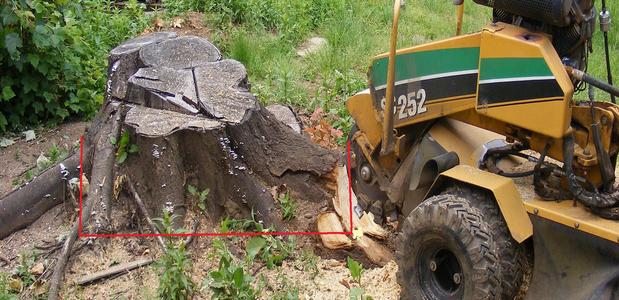 Daniel is just starting to grind a stump that has had many suckers growing together for many years. You can see roots coming out from around this stump radiating out around it. This picture shows with a red line, where to measure the stump so daniel can provide an over the phone estimate. It shows measuring at the ground level from one side of the stump to the other and also how tall the stump is sticking out of the ground.