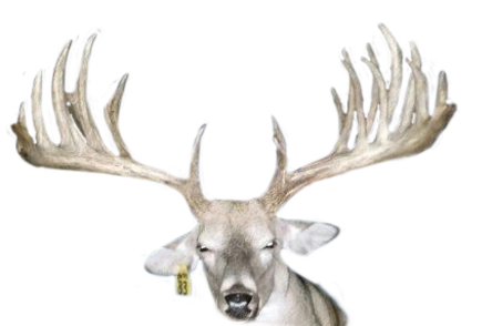 MAXBO HARDCORE WHITETAIL FAWNS FOR SALE IN MICHIGAN