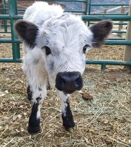 cows mini miniature calves purchase little