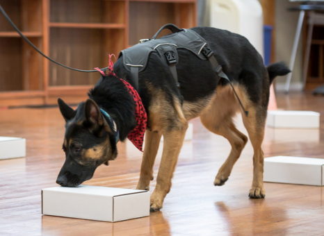 Canine Scent Work, Scent training for Dogs