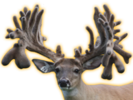 BREAKOUT WHITETAIL BUCK
