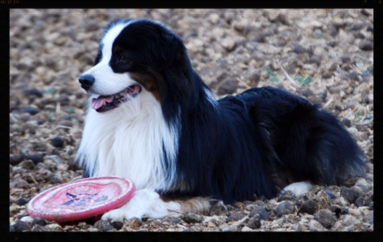 Mini Aussie